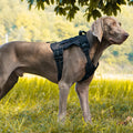 No-Pull Dog Harness with Reflective Strips - Adjustable & Escape-Proof